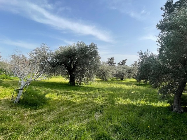 Kozanköy’de 3.094 m² Zeytin Ağaçlarıyla Çevrili Arsa! 🌿🌅 - Fotoğraf 2