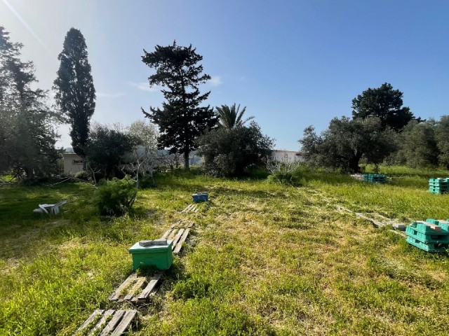 Kozanköy’de 3.094 m² Zeytin Ağaçlarıyla Çevrili Arsa! 🌿🌅 - Fotoğraf 3