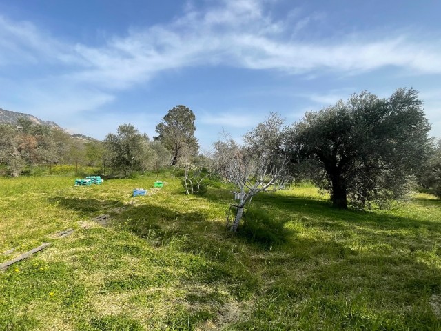 Kozanköy’de 3.094 m² Zeytin Ağaçlarıyla Çevrili Arsa! 🌿🌅 - Fotoğraf 4