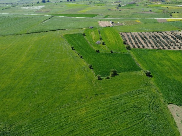 Hisarköy Bölgesinde Satılık 3 Dönüm Türk Koçanlı Tarla - Fotoğraf 3