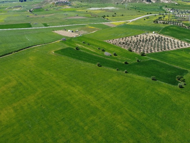 Hisarköy Bölgesinde Satılık 3 Dönüm Türk Koçanlı Tarla - Fotoğraf 4