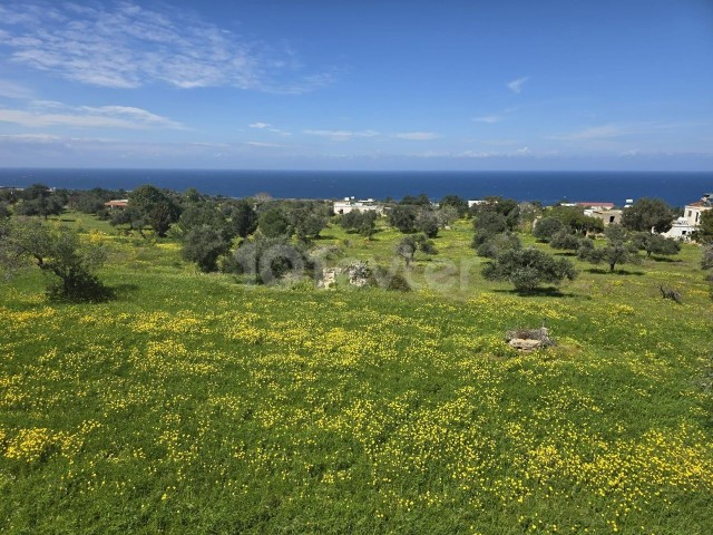 Girne Karşiyaka da 5,2 dönüm türk koçan satılık arsa. - Fotoğraf 2