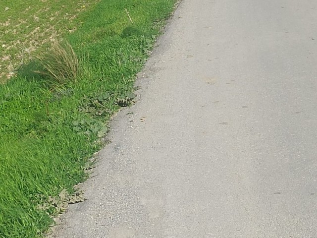 Gırne Kozankoy de 11 donum satılık tarla. - Fotoğraf 3