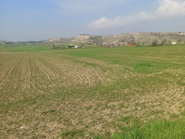 Gırne Kozankoy de 11 donum satılık tarla. - Fotoğraf 4