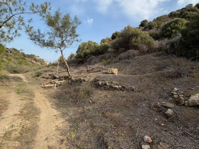 Girne Bellapayis te satılık türk koçan arazi, daire takası olur. - Fotoğraf 4