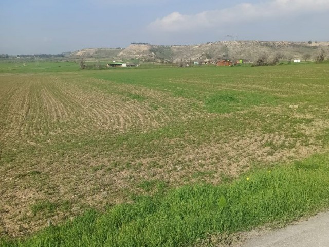 Lefke Gaziveren de 9,5 dönüm imara açık satılık arazi. - Fotoğraf 2