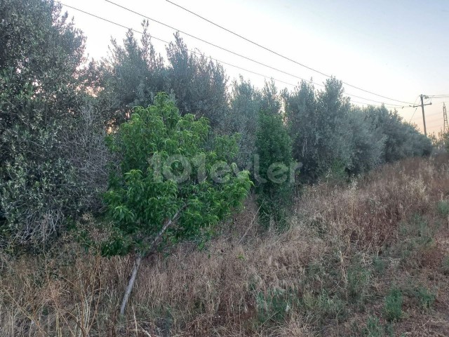 Lefkoşa Haspolat Büyük kaymaklı da 13 dönüm satılık arazi. - Fotoğraf 2