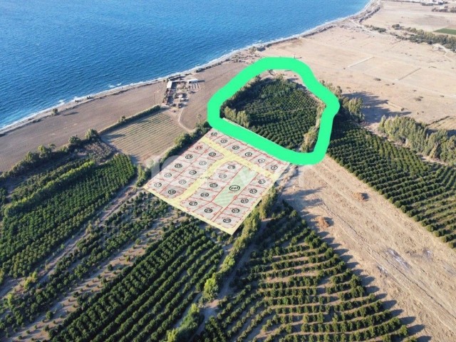 Satılık Denize Sıfır Arazi – Gaziveren / Yeşilyurt Mevkisi - Fotoğraf 2