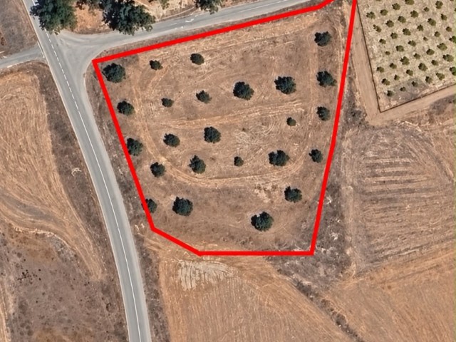 🌿 Mağusa Nergisli Köy Girişinde | 3.5 Dönüm Türk Koçanlı Satılık Arazi - Fotoğraf 4
