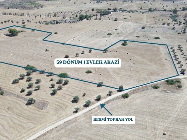 Geçitkale-Çınarlı köyü arasında satılık 39 dönüm 1 evlek arazi, dönüm fiyatı 5.000 stg - Fotoğraf 3
