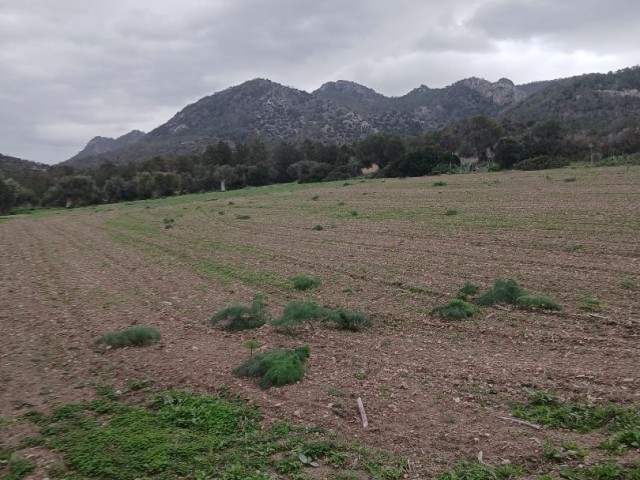 Girne Bahçeliköy'de Yatırımlık Satılık Arazi - Fotoğraf 4
