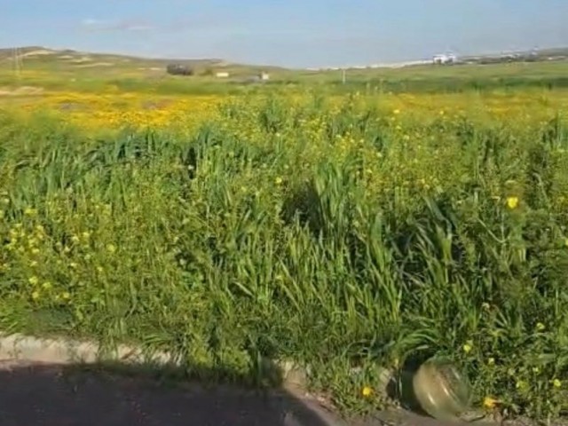 🏡 **lefkoşa Türkeli’de Kaçırılmayacak Fırsat! 639 M² Konut İmarlı Arsa – Yüksek Konum, Ferah Yaşam!** 🌿 - Fotoğraf 4