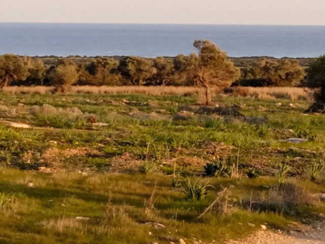 Satılık - Fotoğraf 2