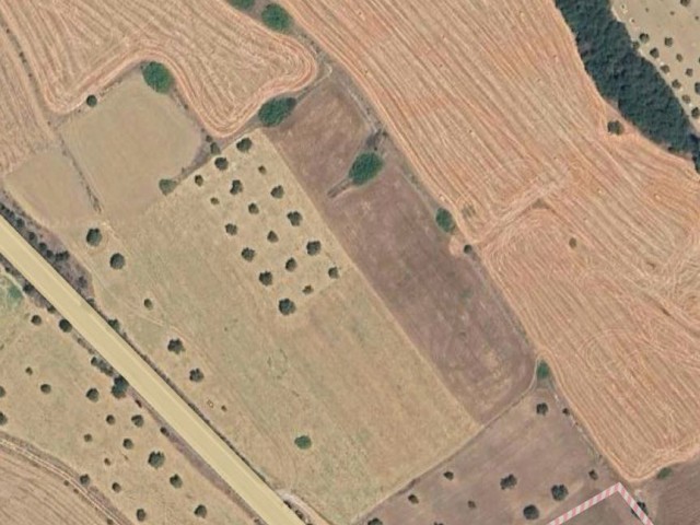 Bütükkonuk senmar anayolunda satılık 6018 metre kare tarla (resmi yolu var ) - Fotoğraf 2