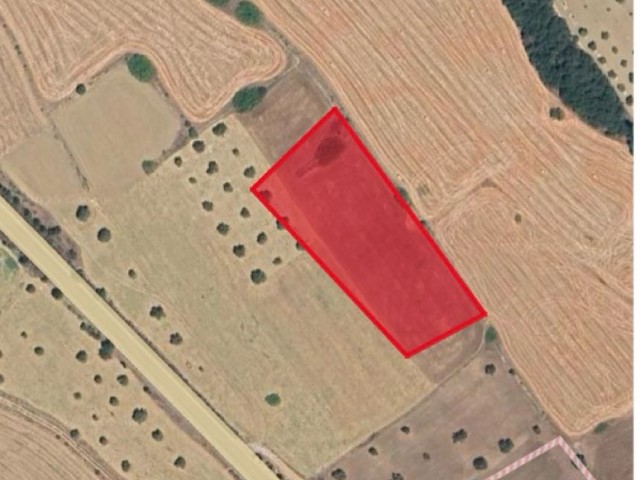 Bütükkonuk senmar anayolunda satılık 6018 metre kare tarla (resmi yolu var ) - Fotoğraf 3