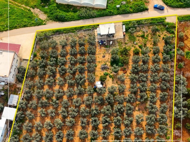 Gazimağusa Maraş Bölgesinde 2 Dönüm 2 Evlek Zeytinlik Arazi - Fotoğraf 3