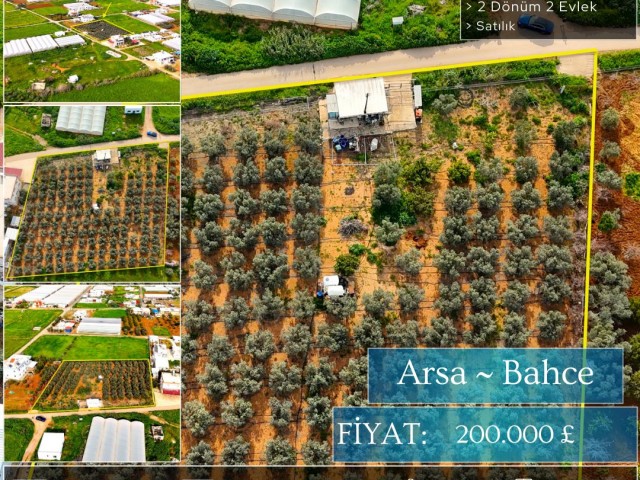 Gazimağusa Maraş Bölgesinde 2 Dönüm 2 Evlek Zeytinlik Arazi - Fotoğraf 4