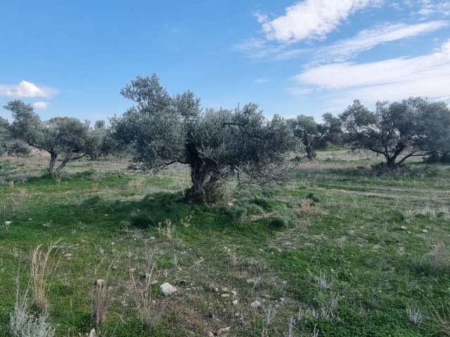 GİRNE ARAPKÖYDE DE NET DEMİZ MANZARAKI KÖY İÇİNDE İMARLI 350 M2 SATILIK ARSA ADEM AKIN 05338314949